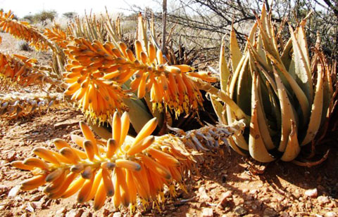 Aloe claviflora : Photographed by Erhan Uludag near Upington